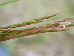 Festuca rupicola