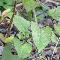 Reynoutria japonica