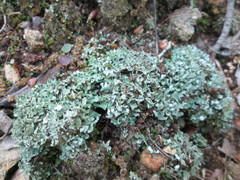Cladonia apodocarpa