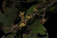 Orophea erythrocarpa