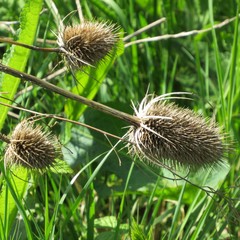 Dipsacus fullonum