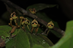 Orophea erythrocarpa