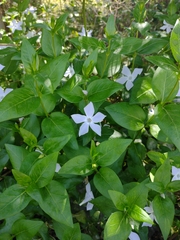 Vinca difformis