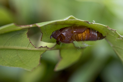 Seseria formosana