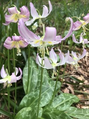 Erythronium revolutum