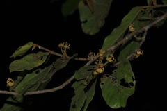 Orophea erythrocarpa