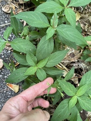 Stellaria pubera