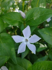 Vinca difformis