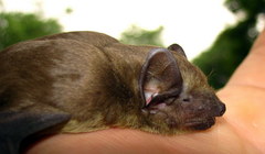 Scotophilus