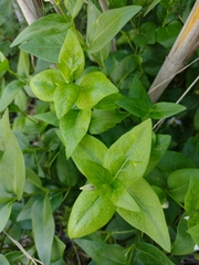 Vinca difformis