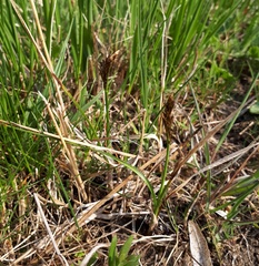 Carex disticha