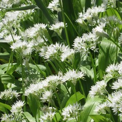 Allium ursinum