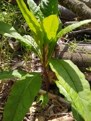 Phytolacca americana