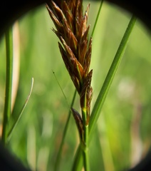 Carex disticha