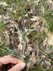 Lathyrus linifolius