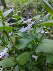 Vinca difformis