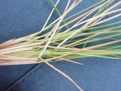 Festuca rupicola