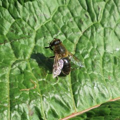 Eristalis tenax
