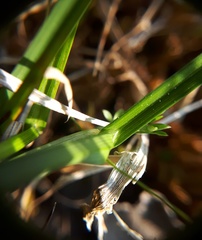 Carex disticha