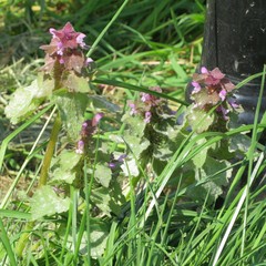 Lamium purpureum