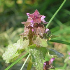 Lamium purpureum