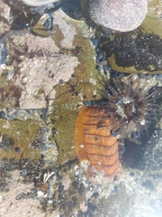 Callochiton dentatus