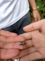 Metapocyrtus bituberosus