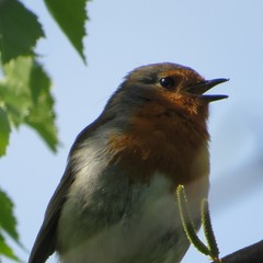 Erithacus rubecula