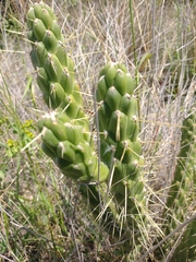 Austrocylindropuntia subulata