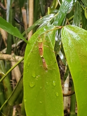 Homoeocerus bipunctatus