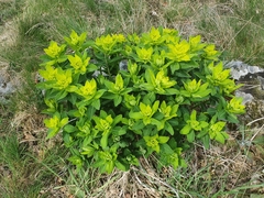 Euphorbia hyberna