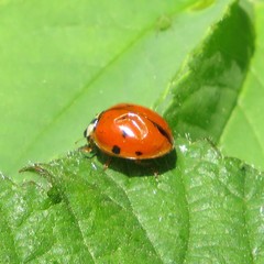 Harmonia axyridis