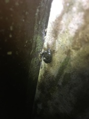 Megaustenia imperator