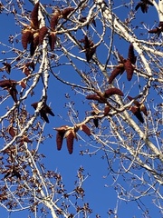 Populus deltoides