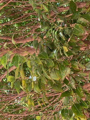 Ficus benjamina