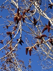 Populus deltoides