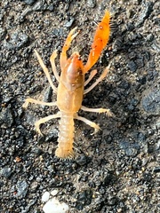 Engaeus hemicirratulus