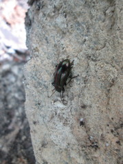 Tarpela micans