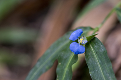 Commelina auriculata