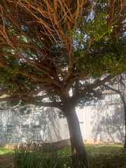 Ficus benjamina