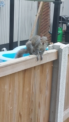 Sciurus carolinensis