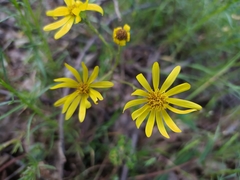Senecio inaequidens