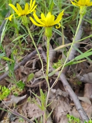 Senecio inaequidens