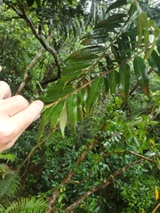 Eurya distichophylla
