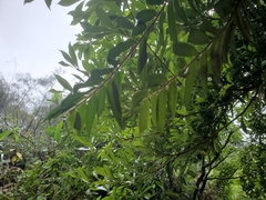 Eurya distichophylla