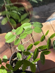 Magnoliopsida