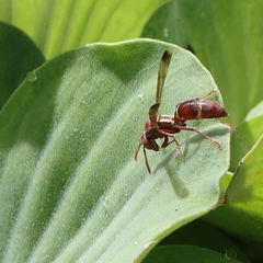 Polistes stigma