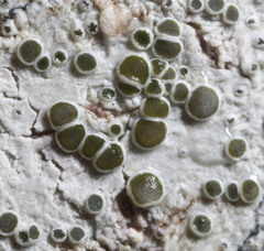 Lecanora circumborealis