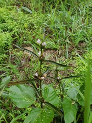 Hygrophila ringens