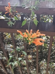 Pyrostegia